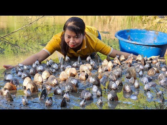 How the beautiful girl caught many mussels in the pond | Live with nature - Phùng Thị Chài