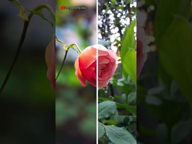 Learn Pro Editing Tricks for Your New 2023 Videos with Snapseed and KineMaster!