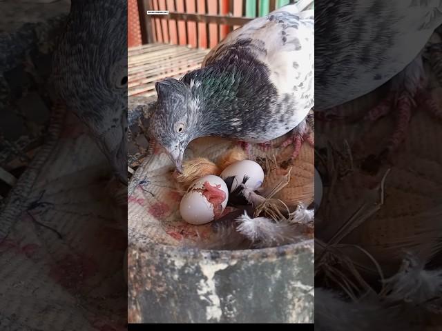 How do pigeons hatch from eggs? #shorts #pigeon #pets #pigeonloft #animals
