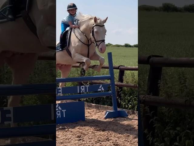 Jumping Ace double #horse #equestrian #showjumping #jumping #rider #stallion #pony #horseriding