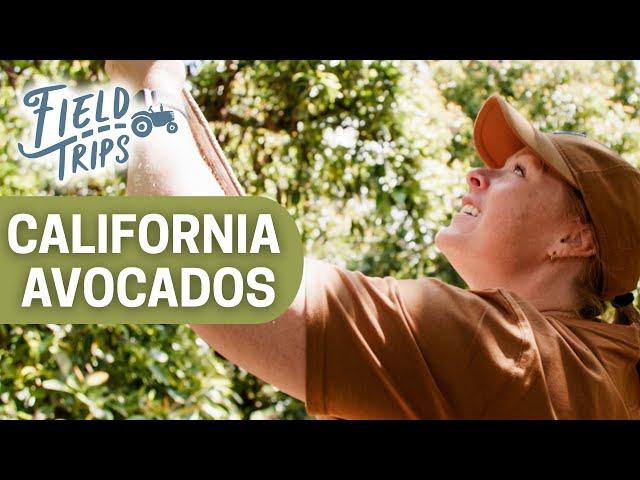 California Avocados: Farming for the Future | Field Trips