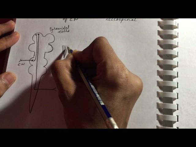 Pyramidal and Extrapyramidal Tracts | Neurology | Quick overview | USMLE STEP 1