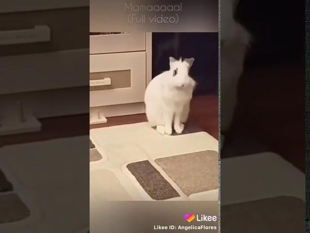 El conejo que dice mama