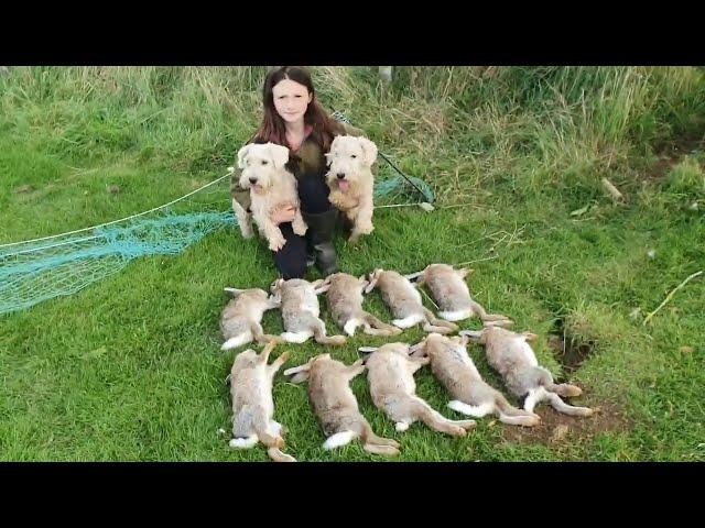 Rabbit control ferreting with terriers