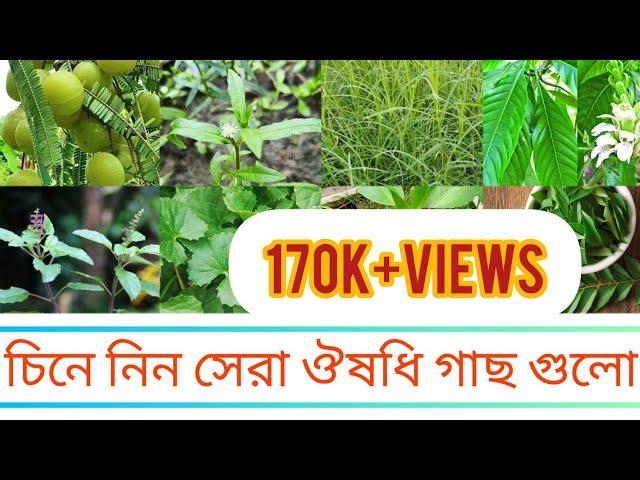 30 টি ঔষধি গাছ ও তার ছবি/ঔষধি গাছ চেনার উপায়#ঔষধিগাছ#viral#medicalplants#utubevedio#mygardenmylove