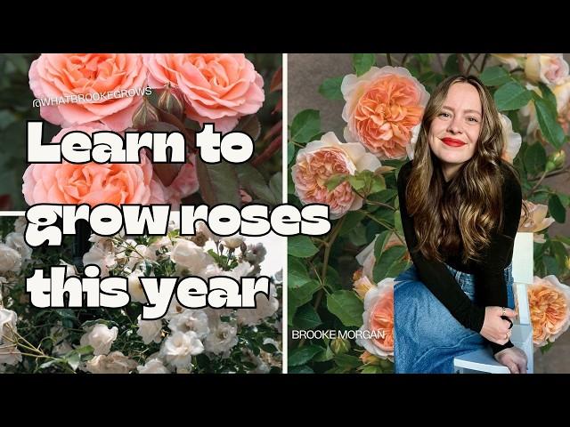 Roses 101: A Beginner's Guide to Getting Started with Growing Roses | Becoming a Rosarian Part 1