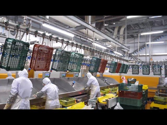 Overwhelming scale! 5 BEST korean food factory's amazing production process