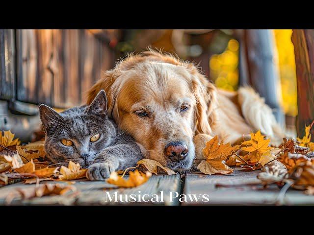 12 Hours of Calming Music for Dog & CatCure Separation Anxiety & Stress | Deep Sleep Music for Pets