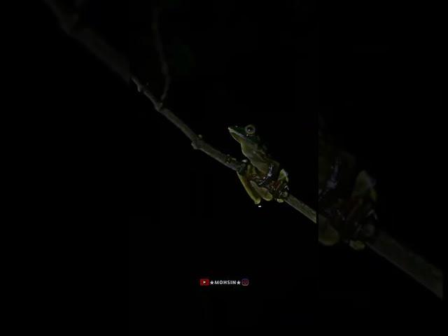 Malayan flying frog || frog video || fly || #frog #malayalam #malayan #4kvideo #fullhd #.......