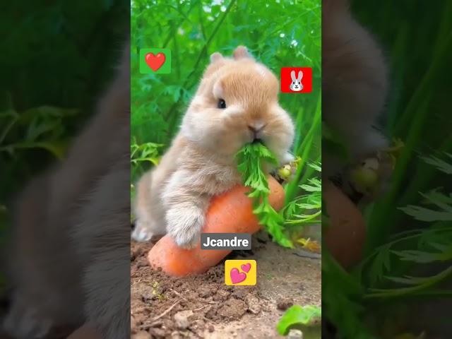 AMAZING FLUFFY BUNNY. ANIMAL LOVER.