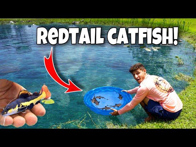 BUYING BABY REDTAIL CATFISH For My BACKYARD POND!!