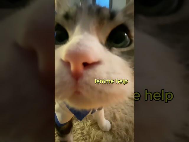 Lemme Help  #funny #funnypets #petsvideo #shorts #cat #funnycats #funnypetslife