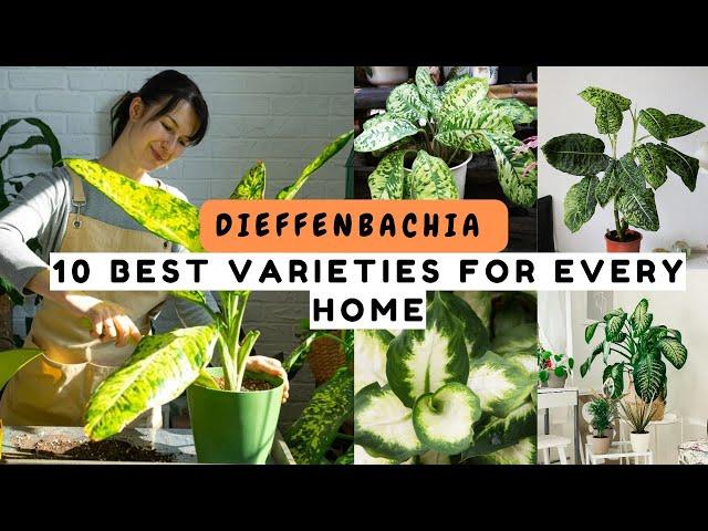 Dieffenbachia Care: 10 Best Varieties for Every Home