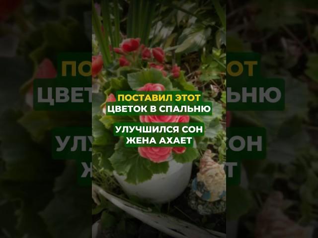 Поставьте этот цветок в спальню #цветы #сад