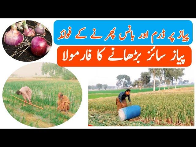 Onion| Payaz Nursery |profitable Crop| jadeed Farming information Dram and Bans...