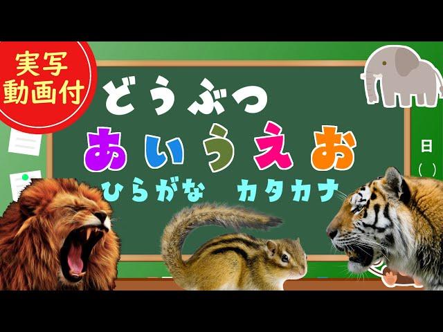 【動物あいうえお】子供向け  どうぶつのなまえをおぼえよう！ライオン、ゾウ、キリン、カバ【実写動画】