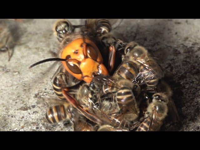 Giant hornet vs Japanese honeybees. Hot defensive bee ball.