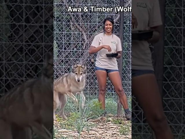 Why it’s important to keep animals in captivity  #shorts #wolf #conservation #notapet #alveus