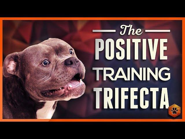 How to Teach Your Dog to Listen With the Positive Training Trifecta!