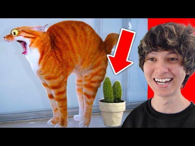 Funniest Animals On The Internet!