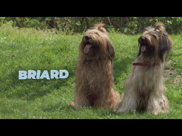 Briard Dog Breed Information 101