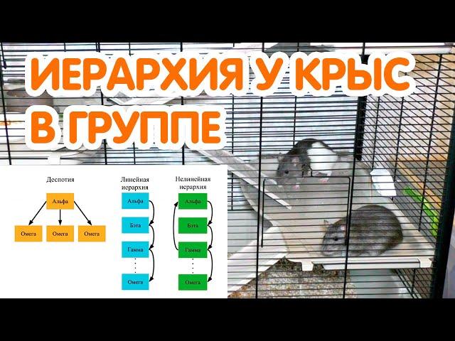 Иерархия у крыс в группе