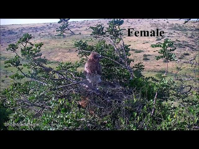 אקשן חסר מעצורים בקן החיוויאים - Israel Raptor Nest Cam - עופות דורסים בשידור חי