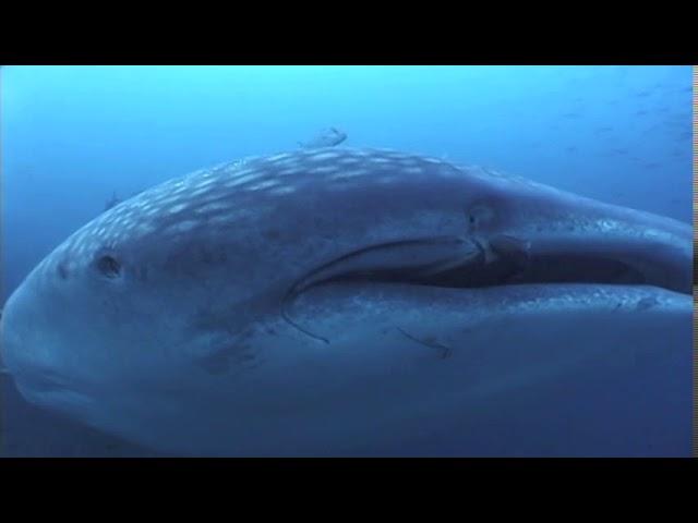 English - Whale Sharks Largest Fish In The Sea - Sharks - Annie Crawley