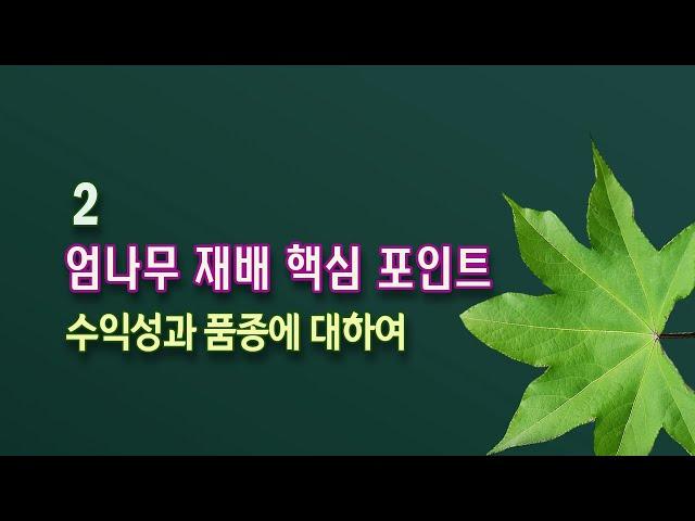 엄나무 재배 핵심 포인트 2 : 수익성과 품종에 대하여