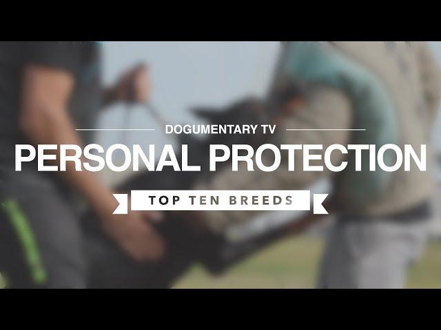 TOP TEN PERSONAL PROTECTION DOGS