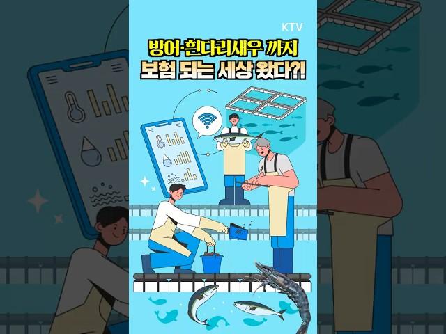 어업인 필독 방어도 새우도 보험 든다?! 양식장도 이제는 보험시대 양식보험 첫 판매 시작 #방어 #새우 #양식장 #양식보험 ​
