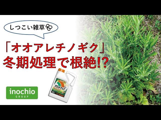 【しつこい雑草対策！】オオアレチノギクは冬期処理で根絶