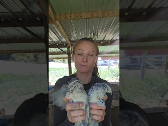 How to Tell A Coturnix Quails Gender #quail #coturnixquail #short #homesteader