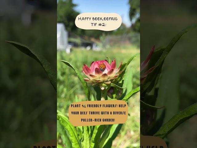 Happy Beekeeping tip #2 : Plant a diverse garden!