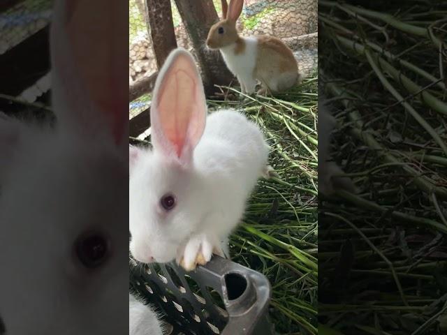 #rabbit #bunny #rabbitsofinstagram #bunnylove