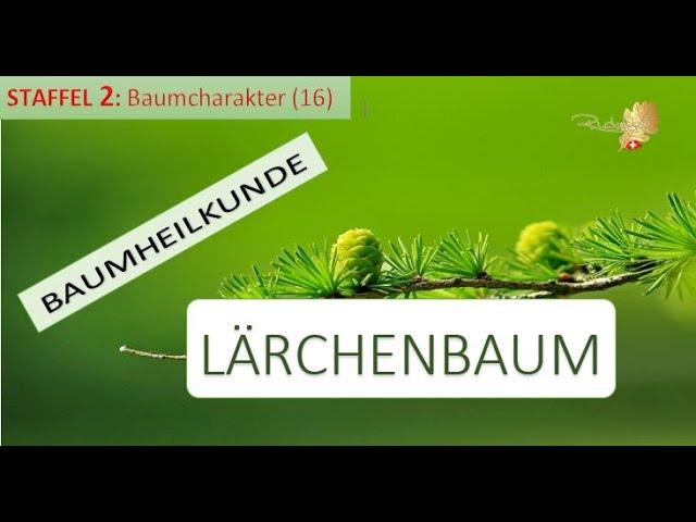 Der LÄRCHENBAUM in der Baumheilkunde - Der Mensch und die Kraft der Bescheidenheit