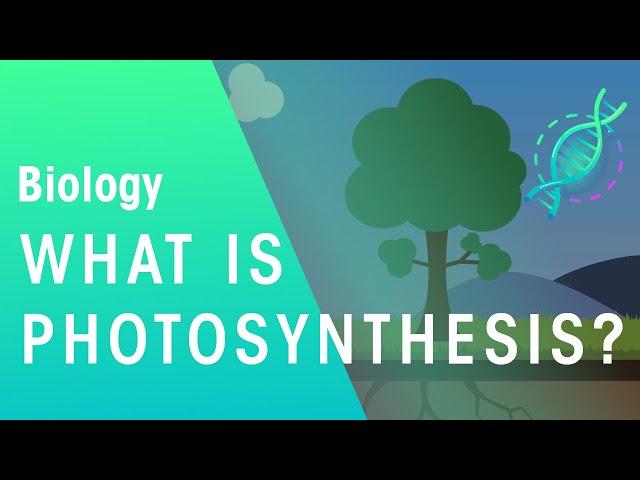 What Is Photosynthesis? | Biology | FuseSchool