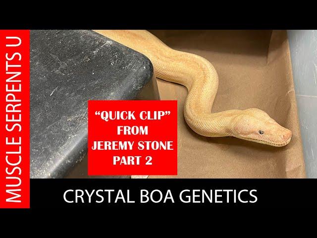 CRYSTAL BOA GENETICS WITH JEREMY STONE