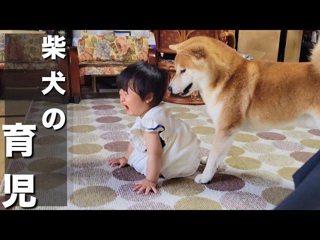 号泣する１歳児をあやして、泣かした飼い主を威嚇して逃亡する柴犬