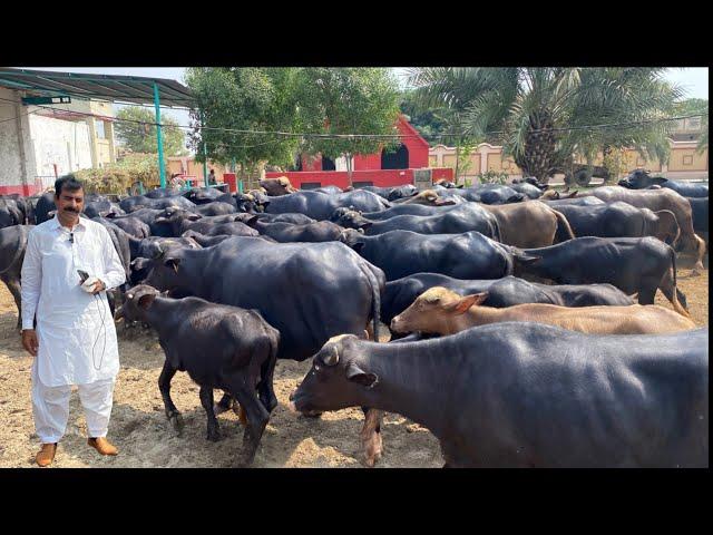 Haji Shaukt Doggr of Multan Calf Faeeding and Future Breed ll Top Nili Ravi Buffalo Breeder