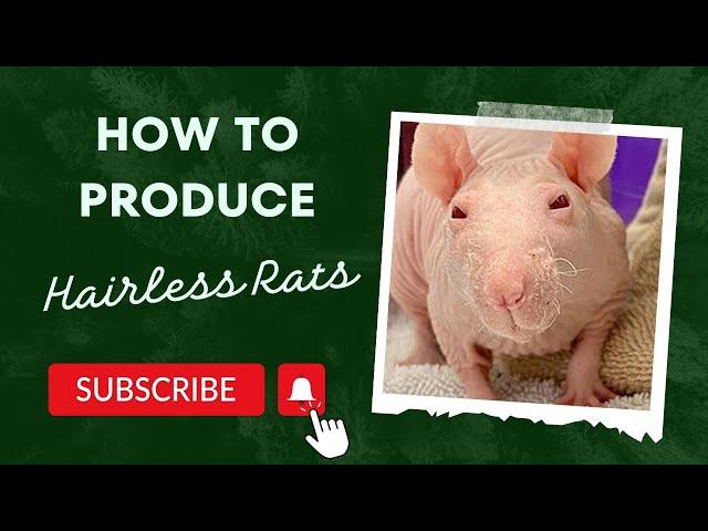 Secrets to Producing Hairless Rats Exposed!