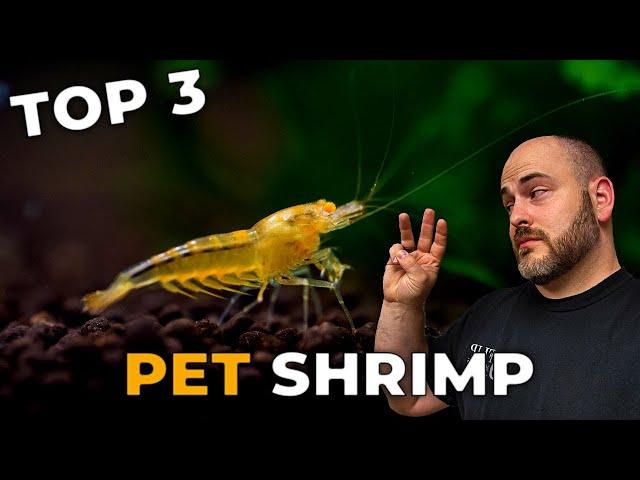 [Top 3] Freshwater Aquarium Shrimp in 2022