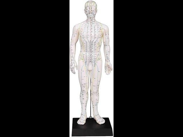 Acupuncture Model-acu point  Human Body Model. #meridians #humanbody #acupuncturepoints #acupoints