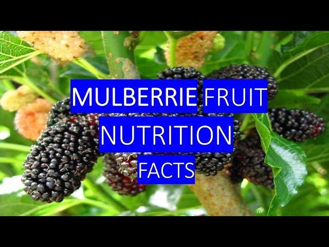 MULBERRIES HEALTH BENEFITS AND NUTRITION FACTS