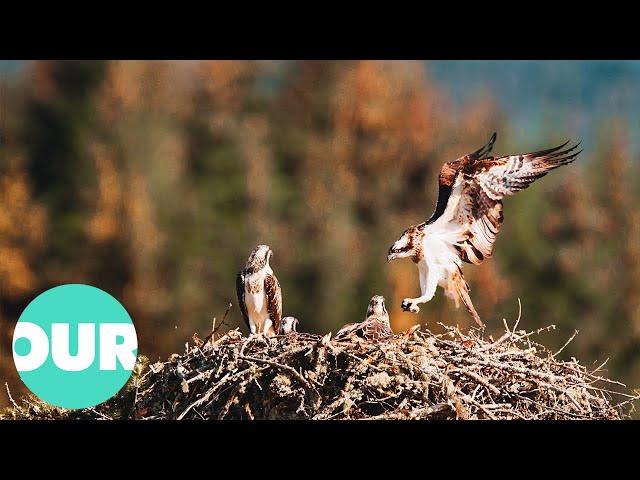 Wildlife | The Incredible Scottish Highlands Ep 4 (4K Documentary) | Our World