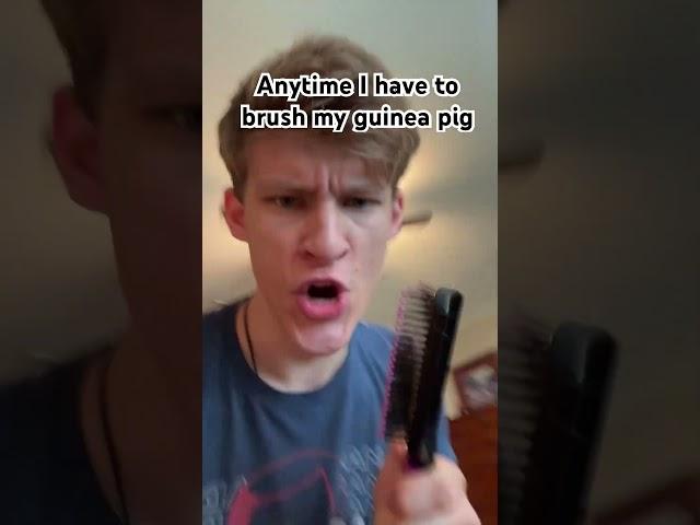When I brush my guinea pig #funny #memes #guineapig