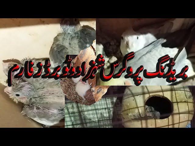 Breeding Progress Shahzad Watto Birds Farm Ma Sha Allah In Urdu / Hindi