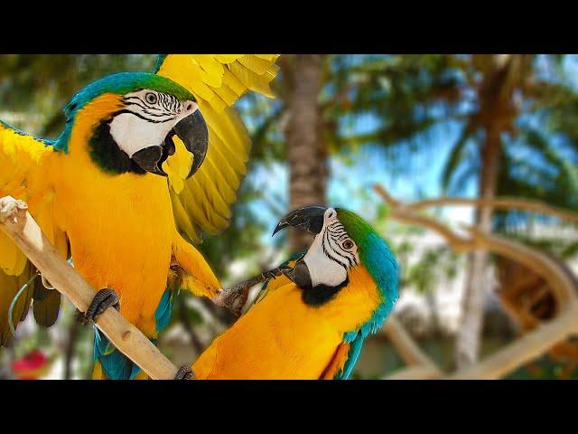 When Macaws ATTACK! Training Them NOT To | Tusa vs Jinx