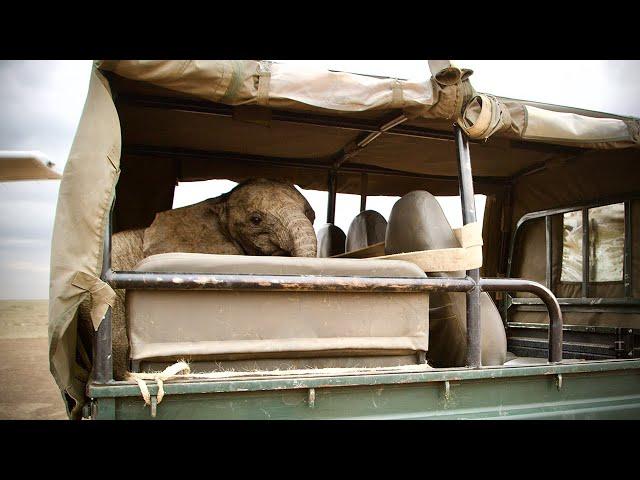 Rescue of Orphaned Elephant Pardamat | Sheldrick Trust