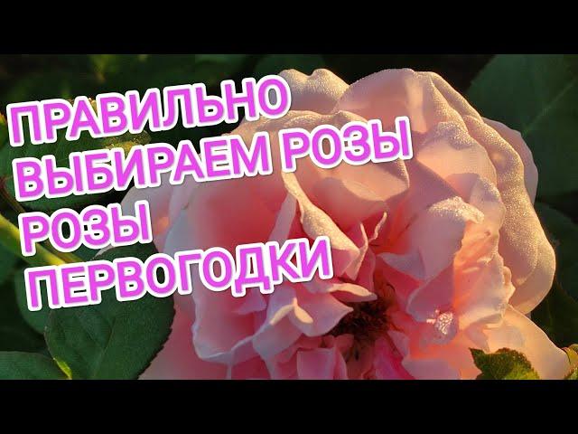 ПРАВИЛЬНО ВЫБИРАЕМ РОЗЫ. РОЗЫ ПЕРВОГОДКИ.